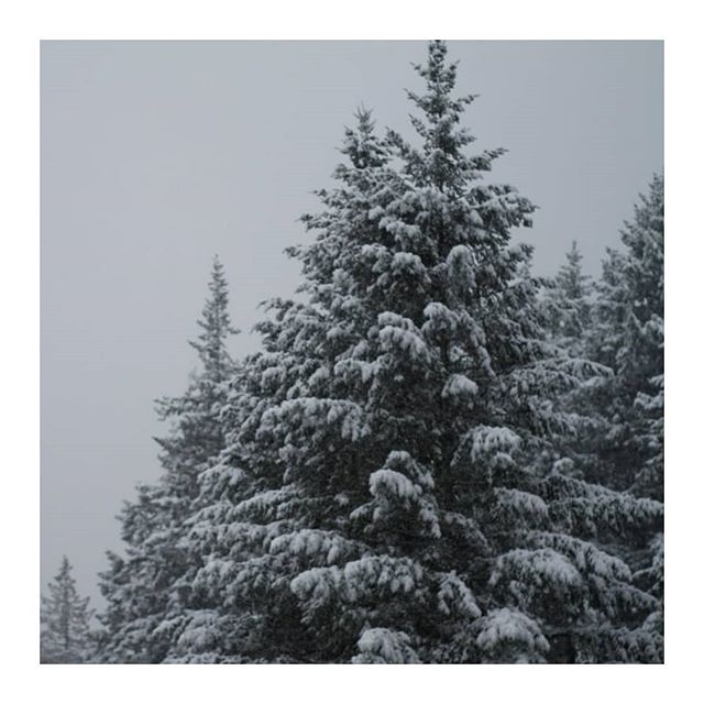 Snow Day art (snowy tree)